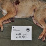 Le loup a été tué sur la commune de Planfayon (FR).